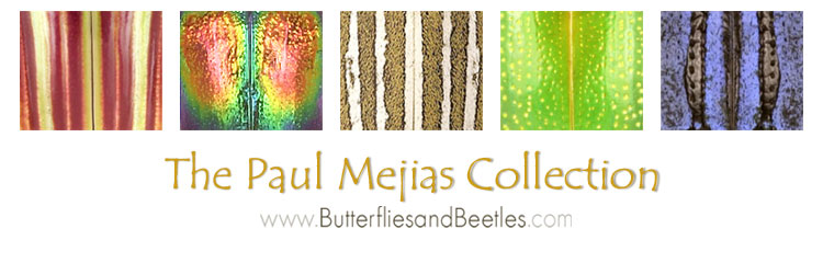 Butterflies & Beetles