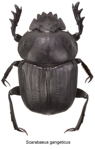 Scarabaeus gangeticus