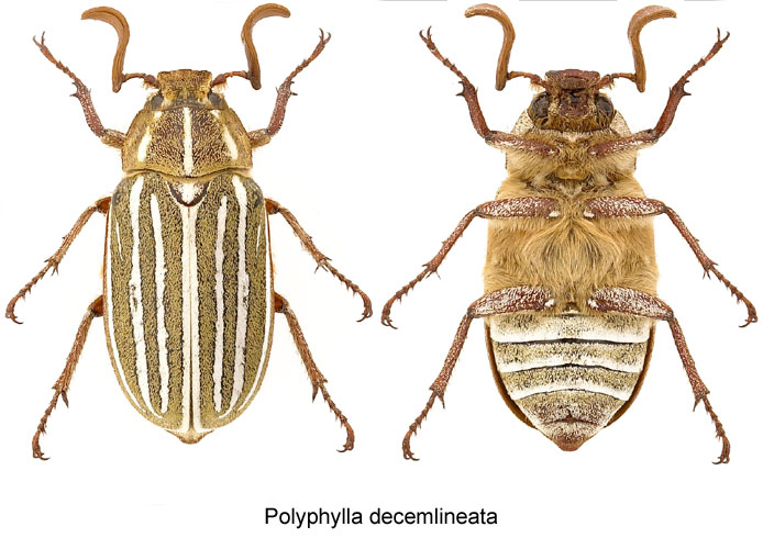 Polyphylla decemilineata