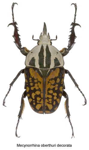 Mecynorrhina oberthuri decorata