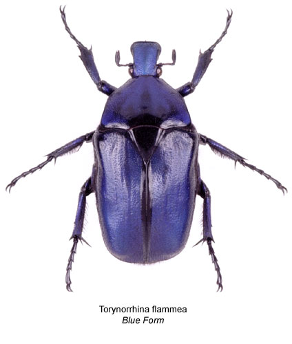 Torynorrhina flammea Blue Form