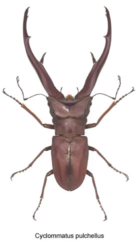 Cyclommatus pulchellus