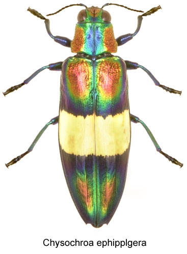 Chysochroa ephipplgera