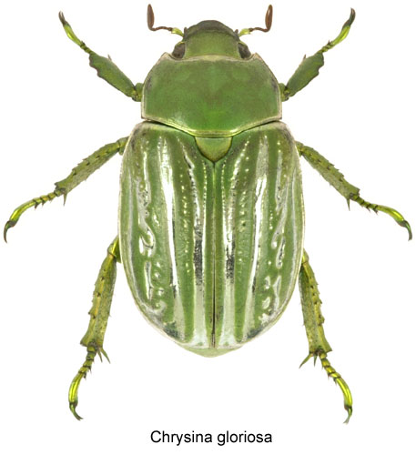 Chrysina gloriosa