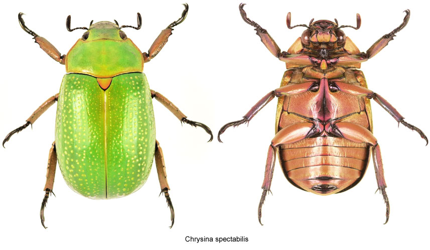 Chrysina spectabilis