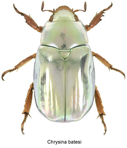 Chrysina batesi