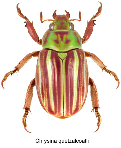 Chrysina quetzalcoatli