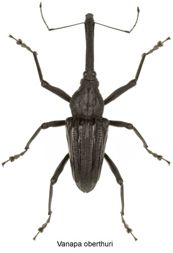 Vanapa oberthuri