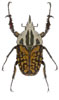 Mecynorrhina oberthuri decorata