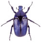 Torynorrhina flammea Blue Form