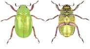 Chrysina beyeri