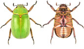 Chrysina spectabilis