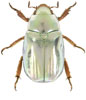 Chrysina batesi