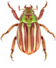 Chrysina quetzalcoatli