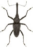 Vanapa oberthuri