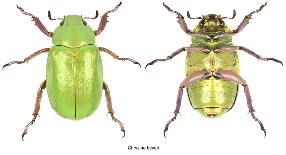 Chrysina beyeri